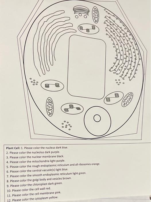 Solved l mary plant cell please color