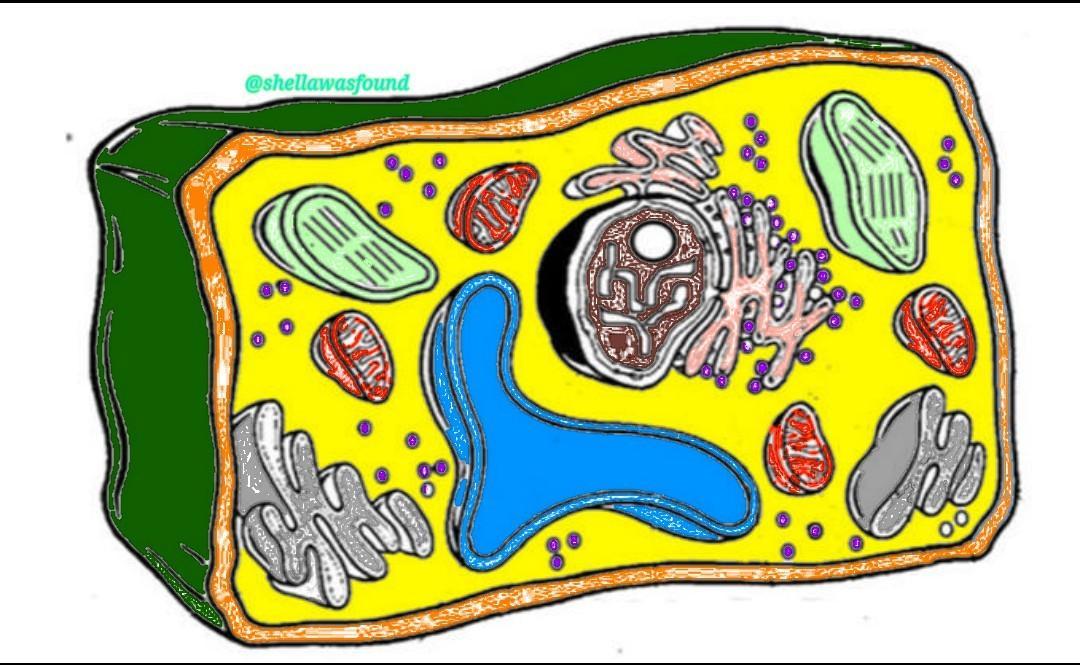 Plant cell and animal cellactivity color me have some fundirection identify and color the parts of the
