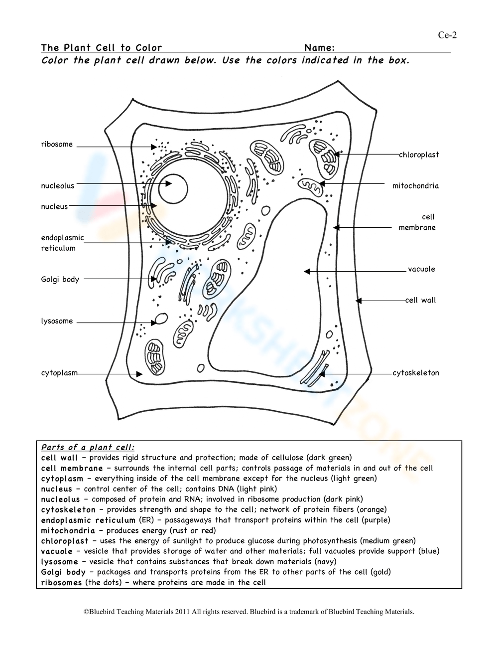 The plant cell to color worksheet