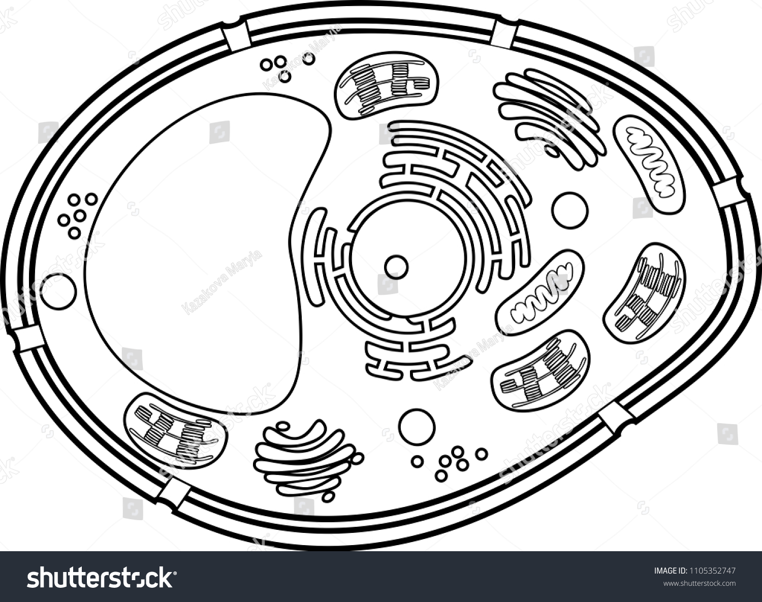 Coloring page plant cell structure stock vector royalty free