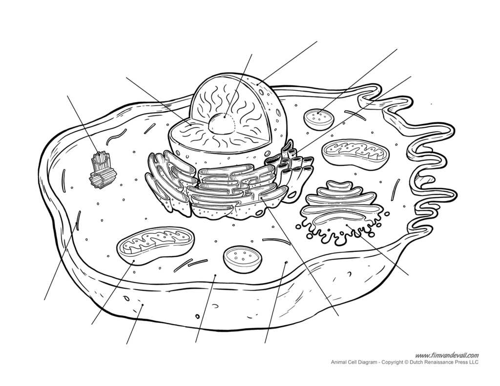 Animal cell plant cell microscope quiz diagram