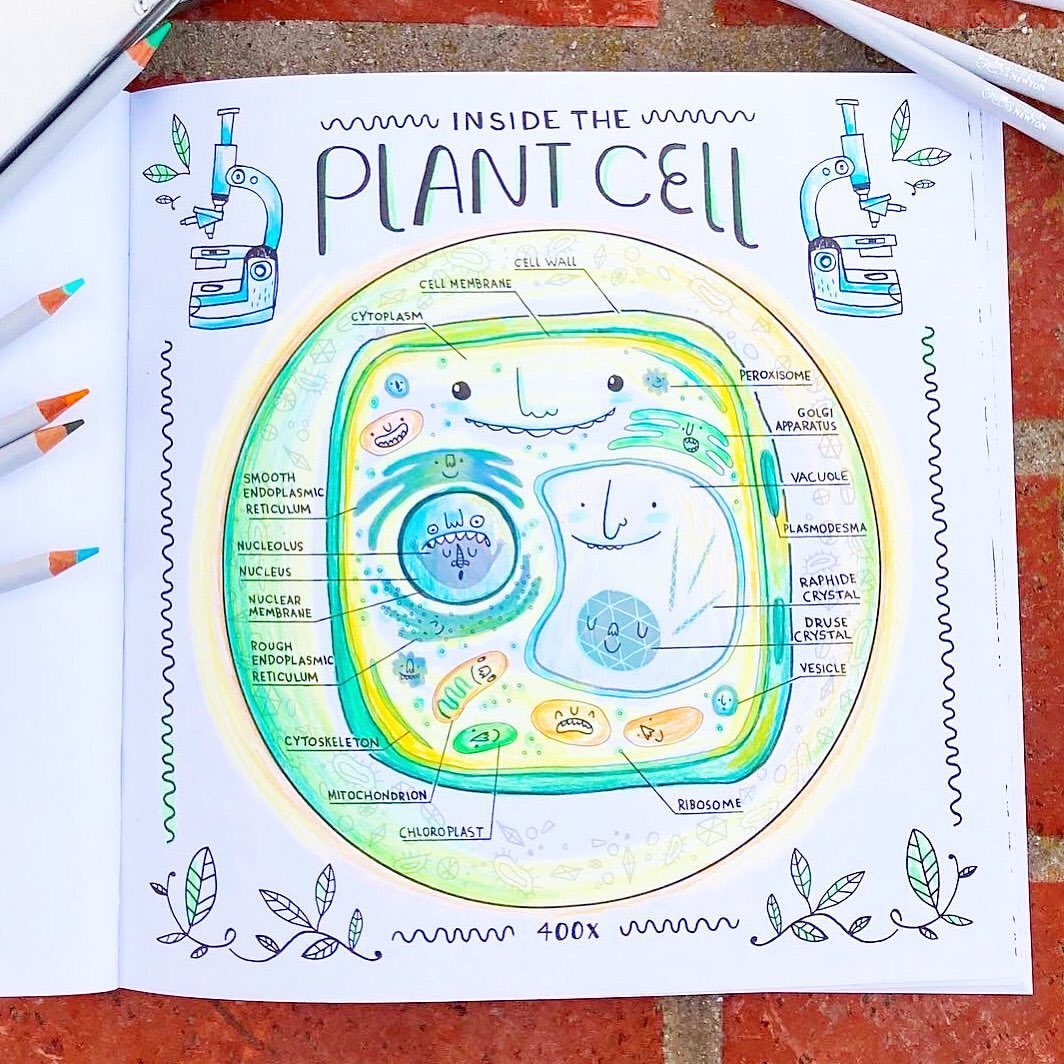Rachel ignotofsky draws â just a happy little plant cell coloring page ðð