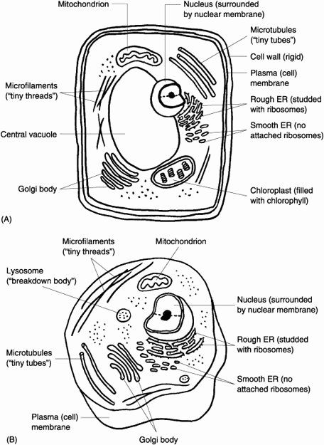 Animal and plant cells worksheet inspirational images about plant animal cells on ââ cells worksheet plant cells worksheet animal cells worksheet