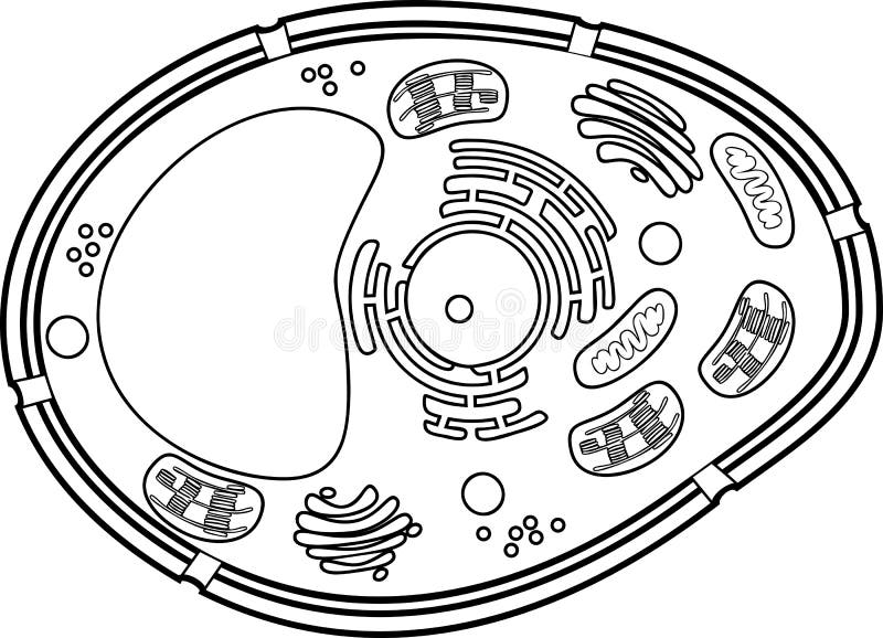Coloring page plant cell structure stock vector