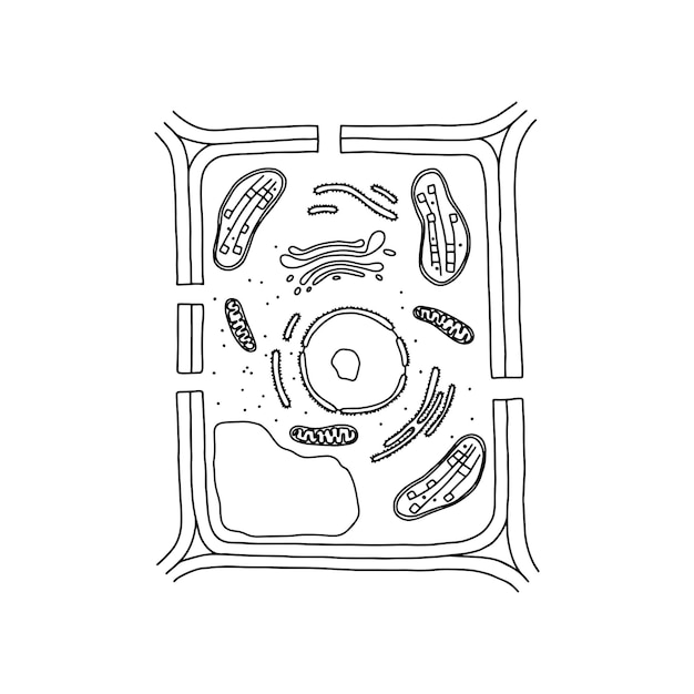 Premium vector generalized plant cell illustrating structural ponents