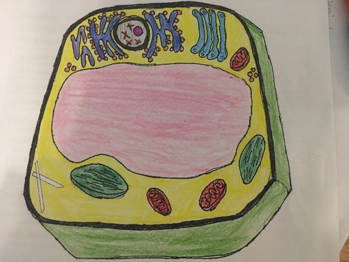 Science plant cell diaphragm flashcards