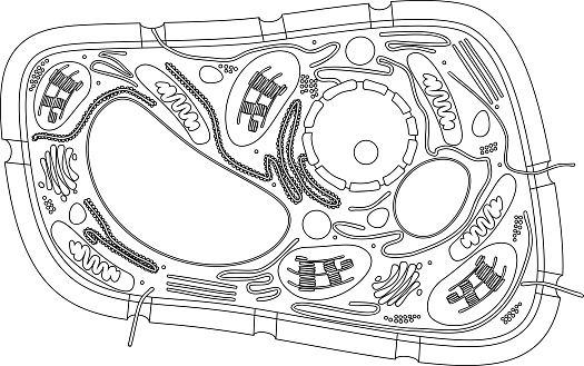 Coloring page structure of plant cell stock illustration