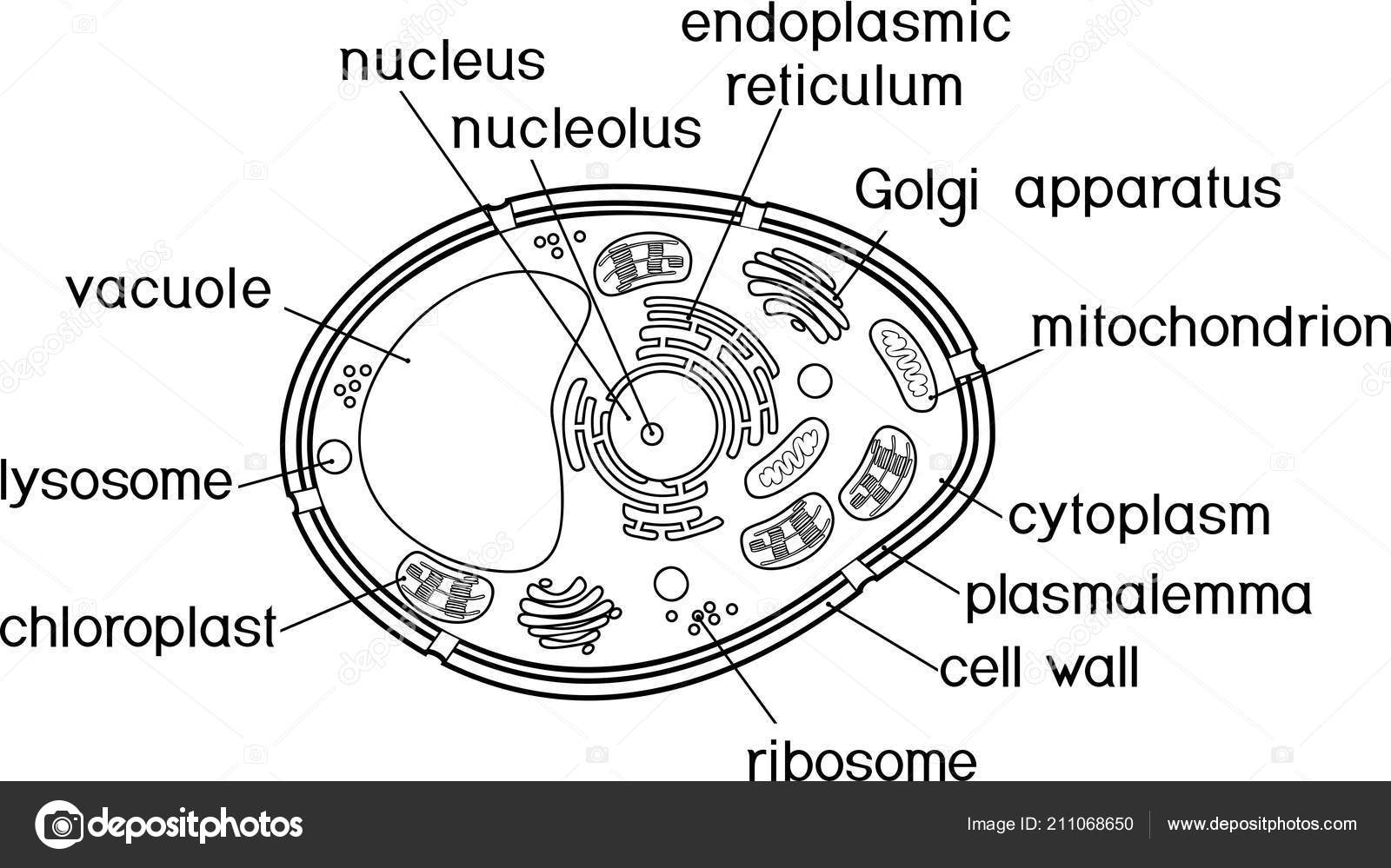 Coloring page plant cell structure titles stock vector by mariaflaya