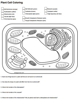 Plant cell coloring key by biologycorner tpt