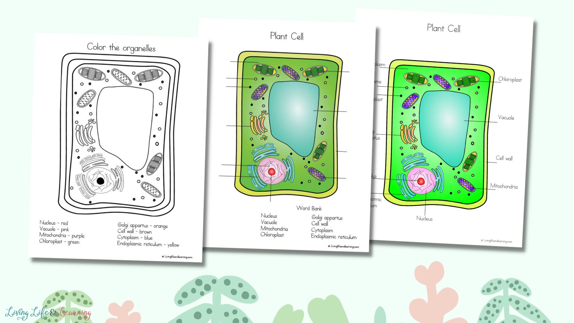 Plant cell coloring worksheet