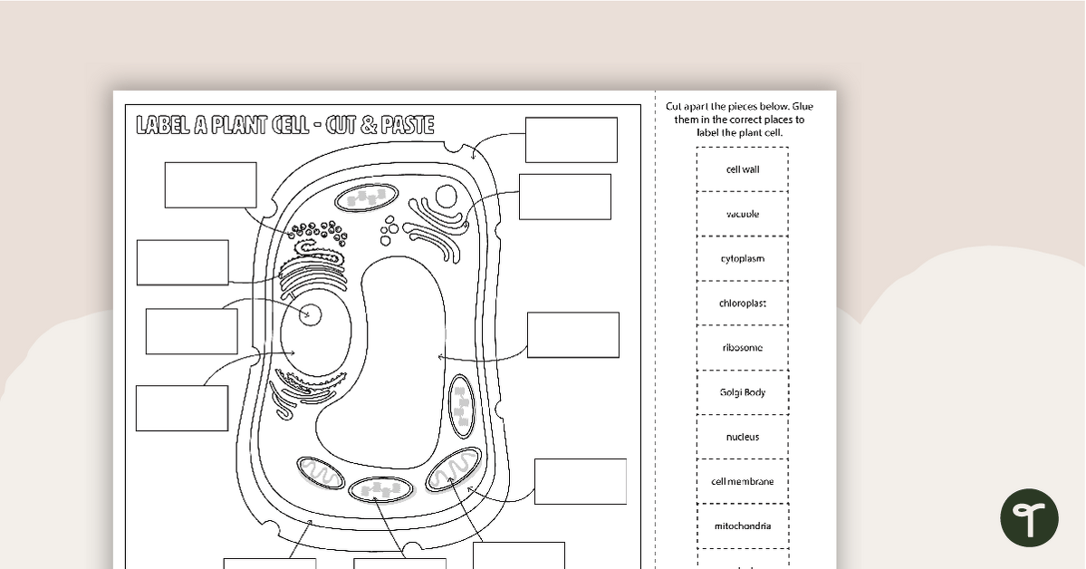 Plant cell diagram