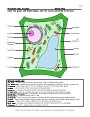 Plant cell colour worksheet answerpdf
