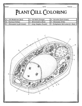 Plant cell coloring by dustin hastings tpt