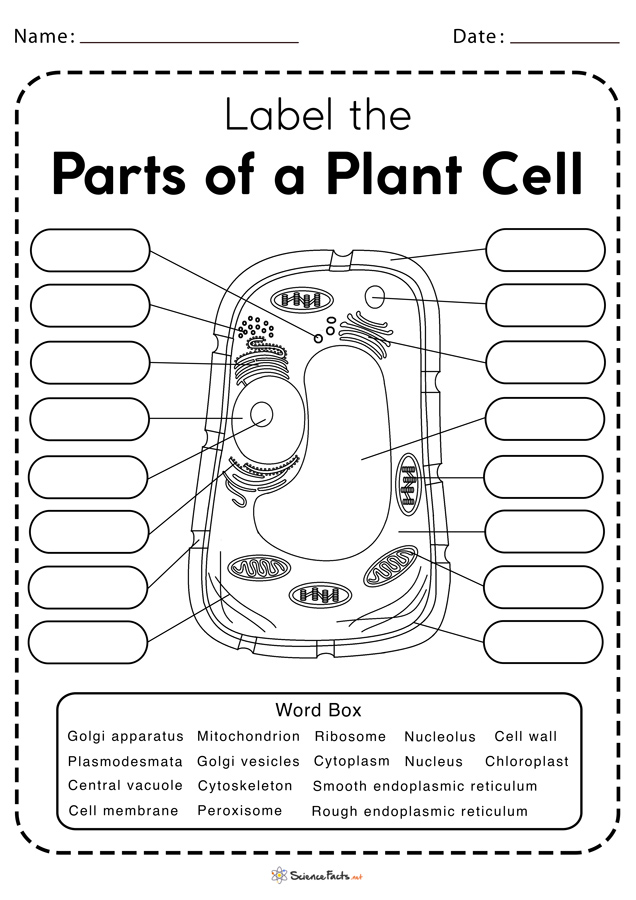 Plant cell worksheets