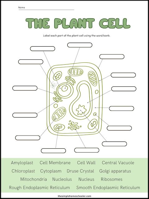 Free plant cell worksheets with answer key