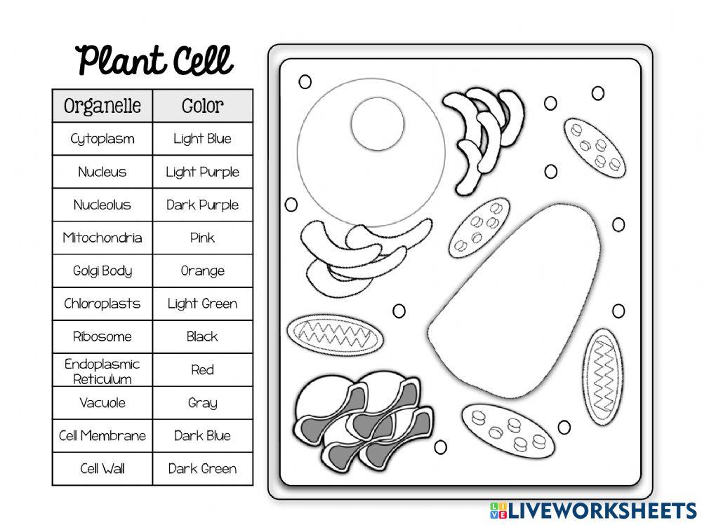 Cell coloring worksheet live worksheets