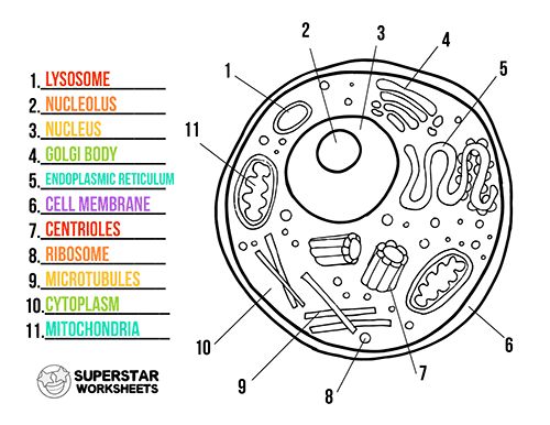 Free printable cell worksheets for coloring pages label the cell notebooking science projects and more pâ cells worksheet animal cells worksheet animal cell