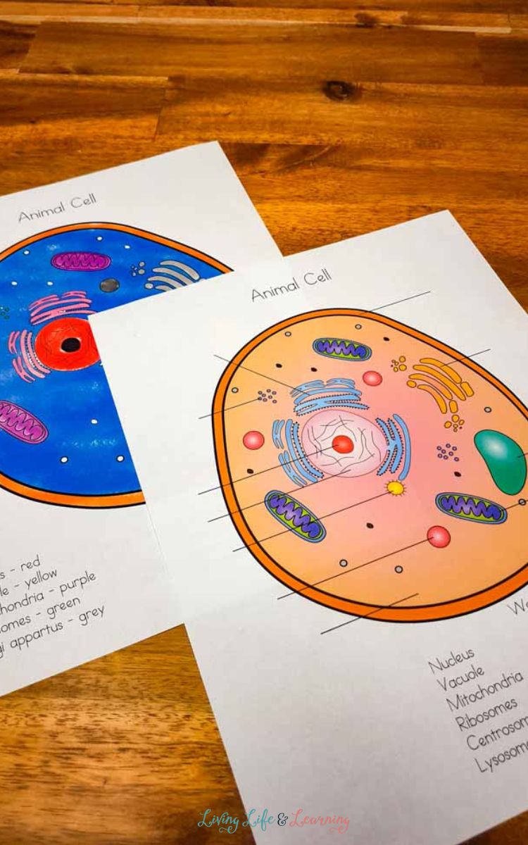 Animal cell coloring worksheet