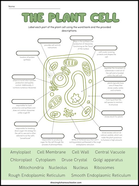 Free plant cell worksheets with answer key