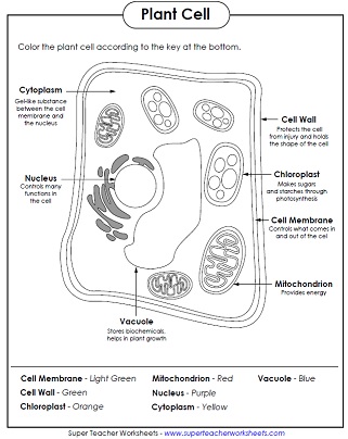 Animal and plant cell worksheets