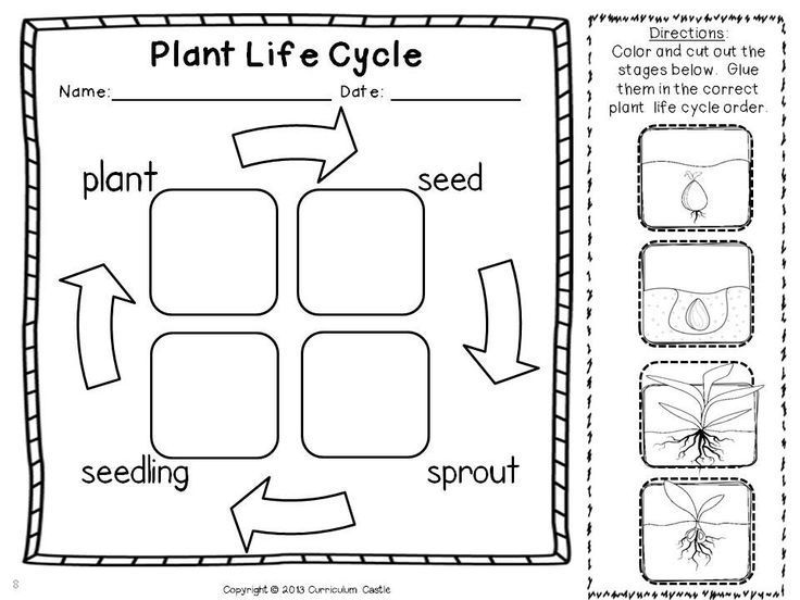 Download or print this amazing coloring page plant coloring page plant life cycle plant life cycle worksheet life cycles
