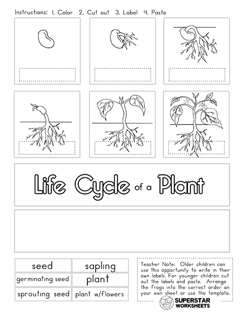 Plant life cycle worksheets