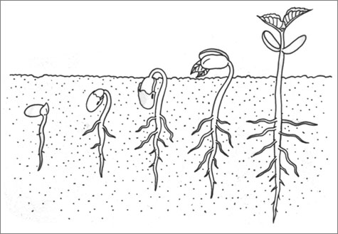 Life cycle of a plant science lessons and worksheets for children