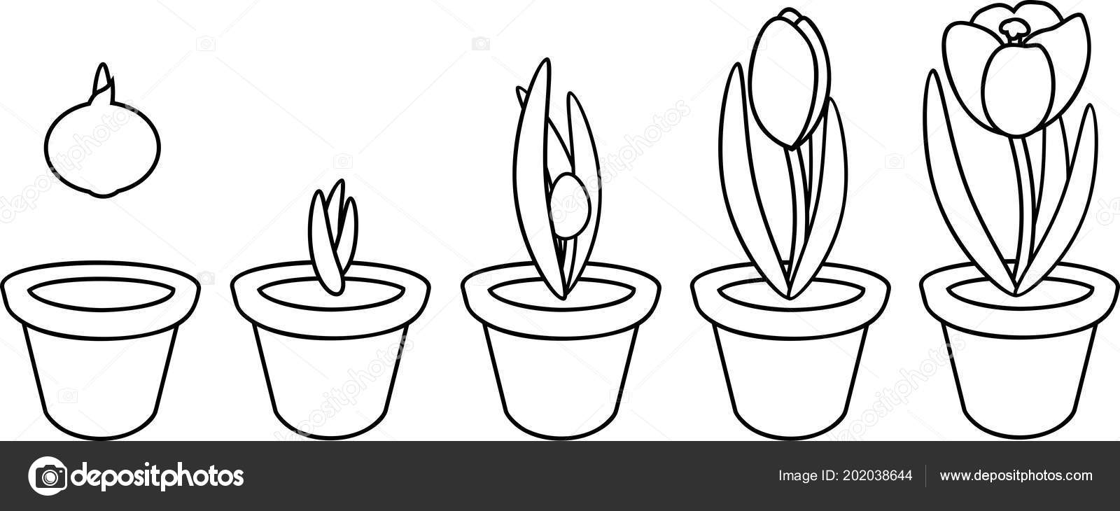 Coloring page crocus life cycle stages growth planting bulb flowerpot stock vector by mariaflaya