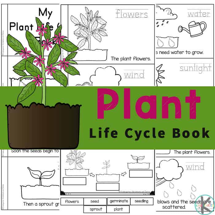 Ð free plant life cycles printable emergent reader and worksheets