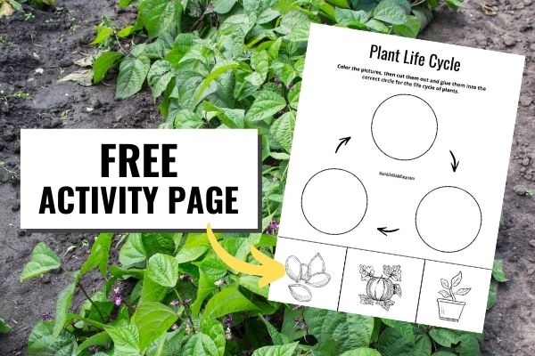 Plant life cycle stages free coloring page