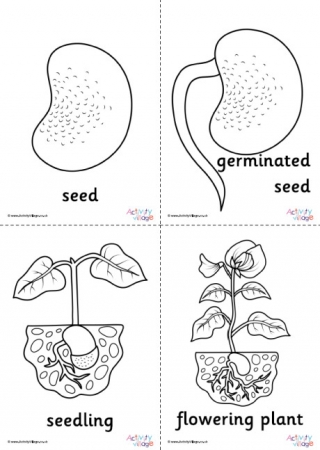 Bean life cycle louring pages set