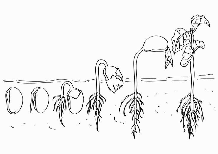 Growth mindset coloring pages to print plant life cycle life cycles growth mindset