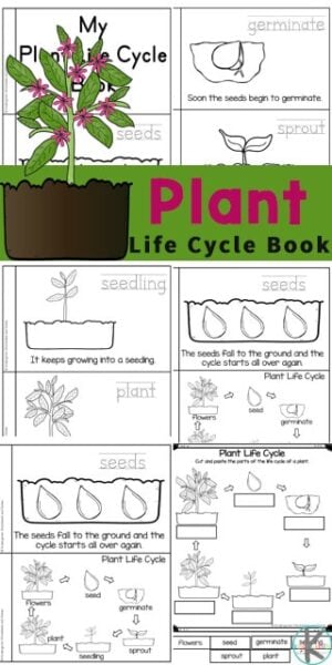 Ð free plant life cycles printable emergent reader and worksheets