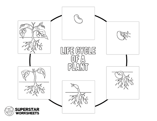 Plant life cycle worksheets