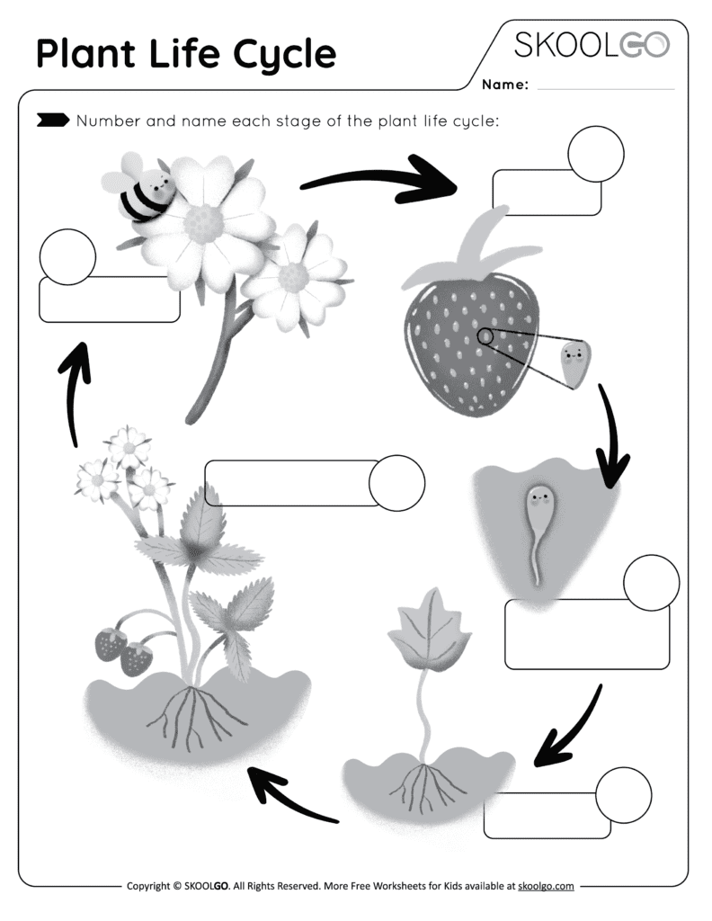 Plant life cycle