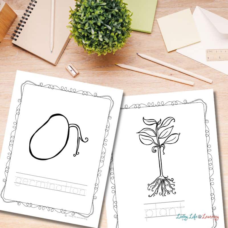 Plant life cycle coloring pages