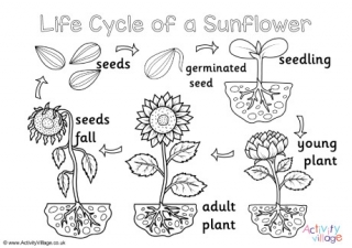 Sunflower life cycle louring pages set