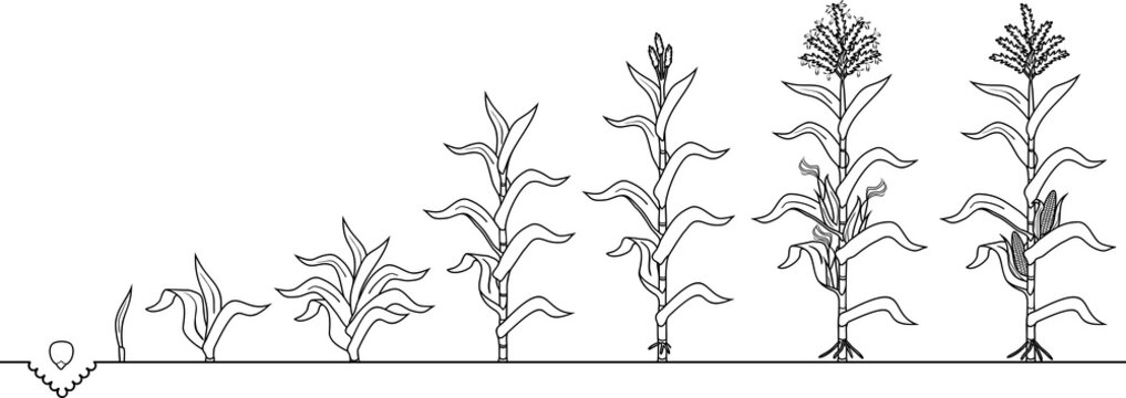 Coloring page with life cycle of corn maize plant growth stages from seed to flowering and fruiting plant isolated on white background vector