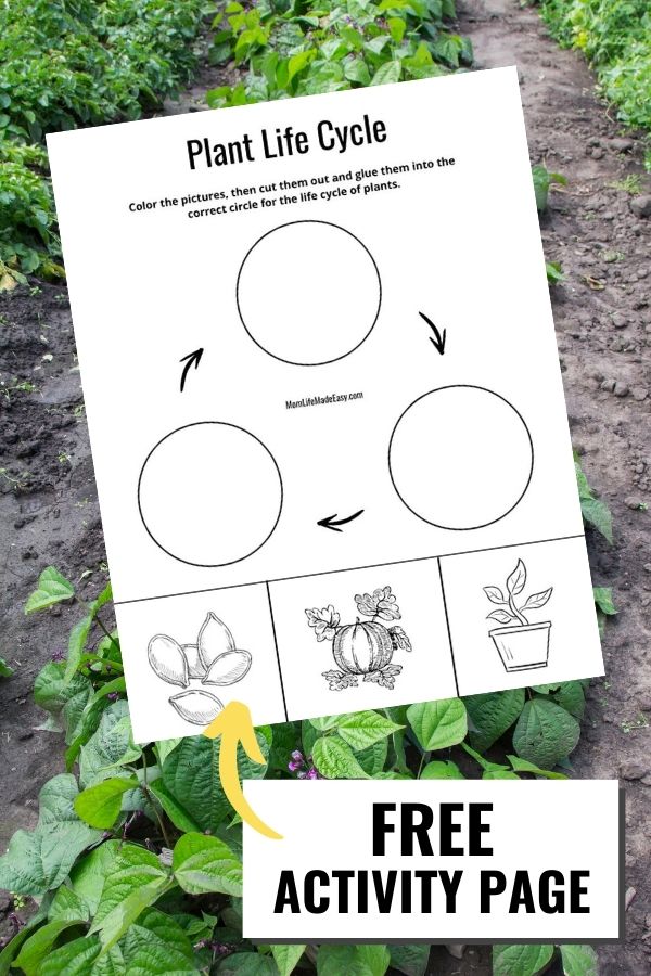 Plant life cycle stages free coloring page