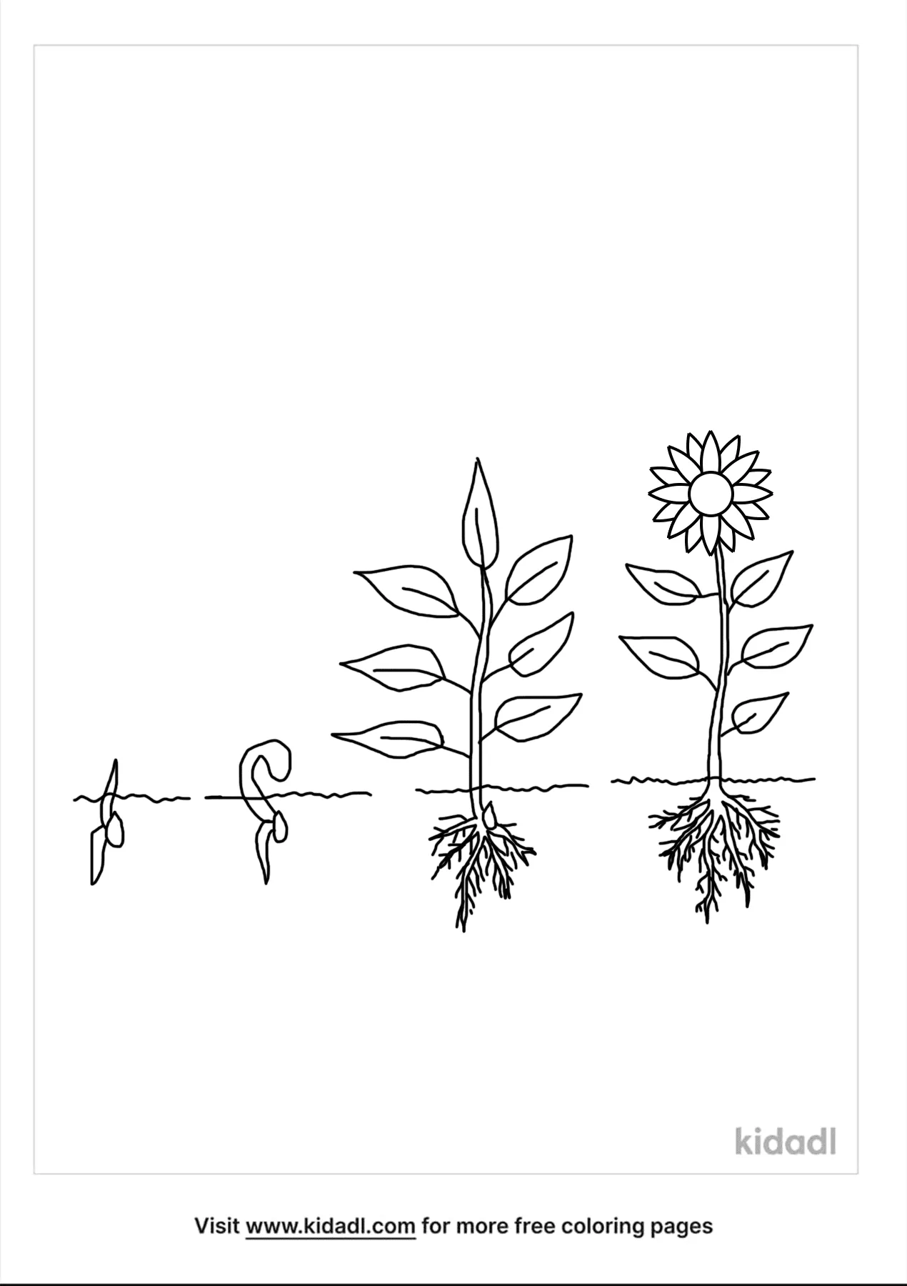 Free plant life cycle coloring page coloring page printables