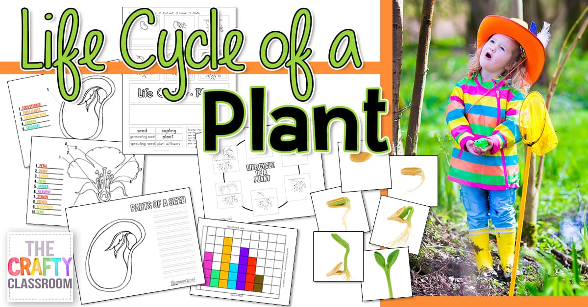 Seed to plant coloring worksheet