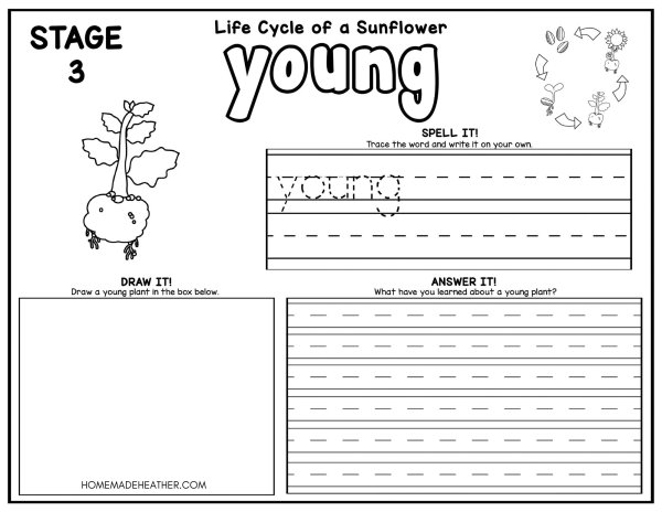Sunflower life cycle coloring pages homemade heather