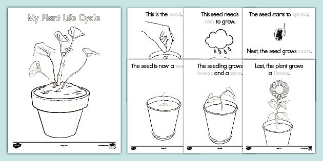 Plant life cycle kindergarten booklet biology usa