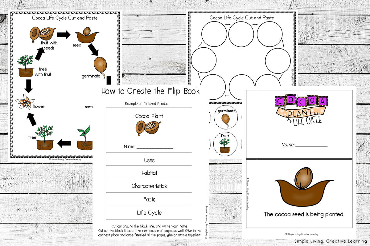 Cocoa life cycle printables