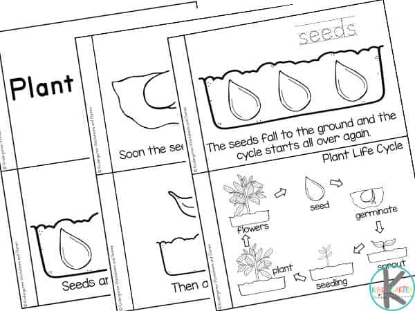 Ð free plant life cycles printable emergent reader and worksheets