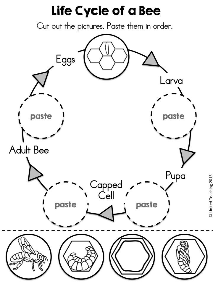 Bee life cycle worksheet crafts and worksheets for preschooltoddler and kindergarten