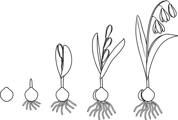 Coloring page with life cycle of siberian squill or scilla siberica stages of growth from bulb to flowering plant with leaves flowers and root system stock illustration