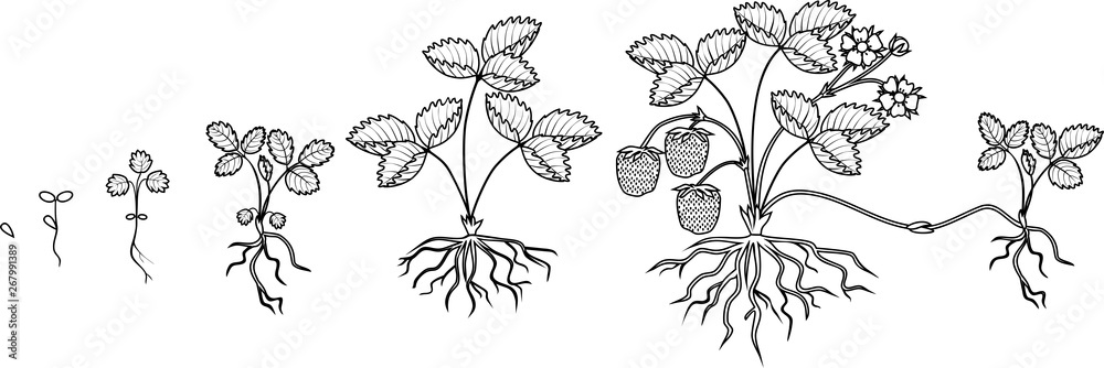 Coloring page with life cycle of strawberry isolated on white background plant growth stage from seed to strawberry plant with ripe berries vector