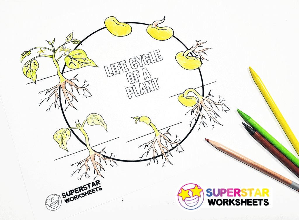 Plant life cycle worksheets