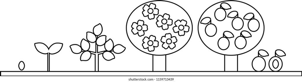 Coloring page life cycle plum tree stock vector royalty free